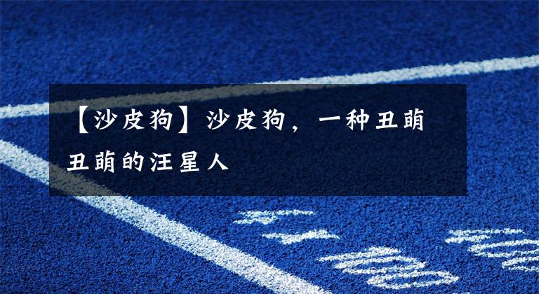 【沙皮狗】沙皮狗，一种丑萌丑萌的汪星人