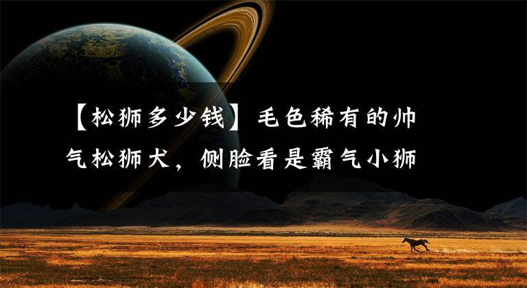 【松狮多少钱】毛色稀有的帅气松狮犬，侧脸看是霸气小狮子，实际上超可爱