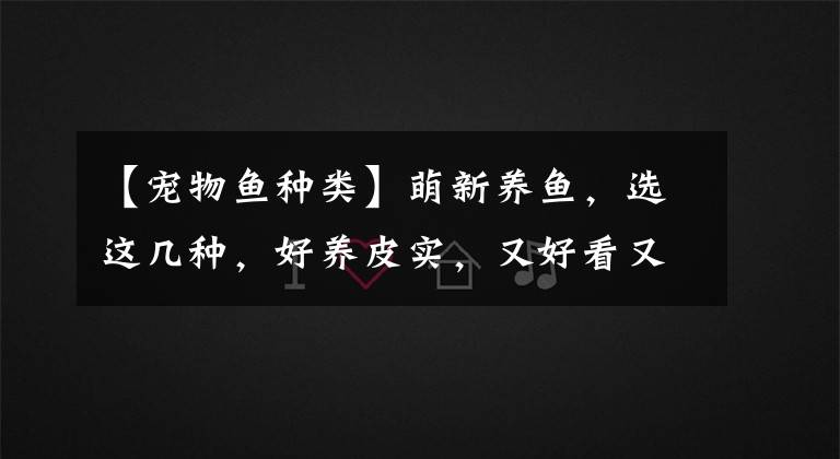 【宠物鱼种类】萌新养鱼，选这几种，好养皮实，又好看又简单(下)