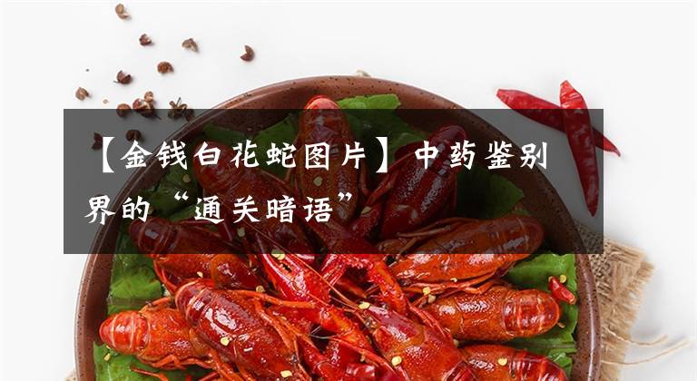 【金钱白花蛇图片】中药鉴别界的“通关暗语”