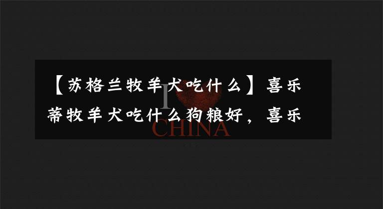 【苏格兰牧羊犬吃什么】喜乐蒂牧羊犬吃什么狗粮好，喜乐蒂狗粮品牌推荐