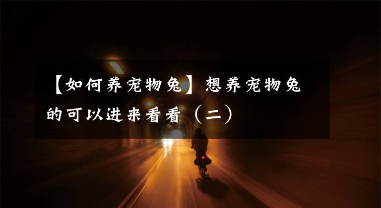 【如何养宠物兔】想养宠物兔的可以进来看看（二）