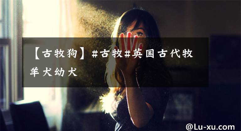 【古牧狗】#古牧#英国古代牧羊犬幼犬