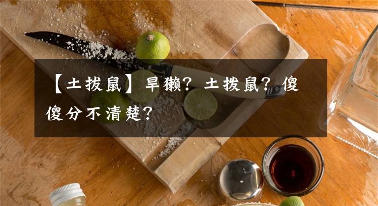【土拔鼠】旱獭?土拨鼠?傻傻分不清楚?