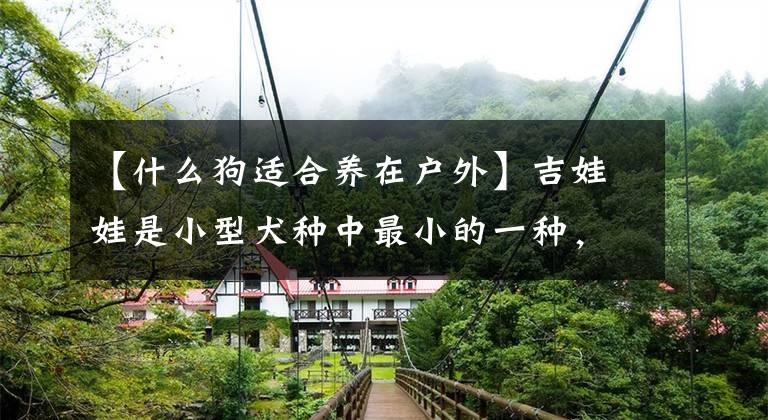 【什么狗适合养在户外】吉娃娃是小型犬种中最小的一种,你真的知道它吗?