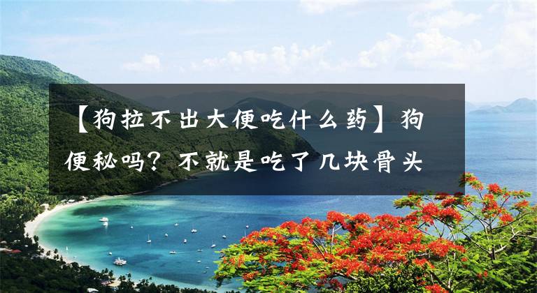 【狗拉不出大便吃什么药】狗便秘吗?不就是吃了几块骨头吗?