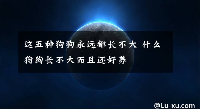 这五种狗狗永远都长不大 什么狗狗长不大而且还好养