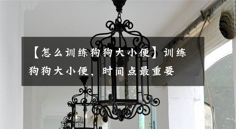 【怎么训练狗狗大小便】训练狗狗大小便，时间点最重要