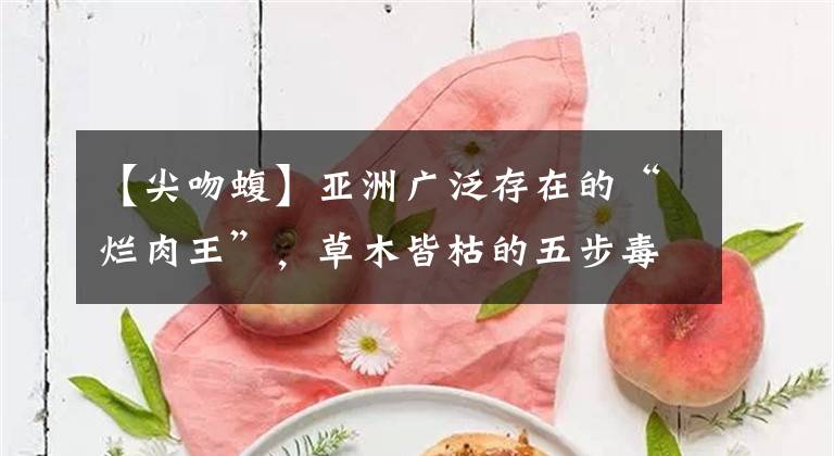 【尖吻蝮】亚洲广泛存在的“烂肉王”，草木皆枯的五步毒蛇——尖吻蝮