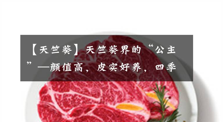 【天竺葵】天竺葵界的“公主”—颜值高,皮实好养,四季能开花,你值得拥有