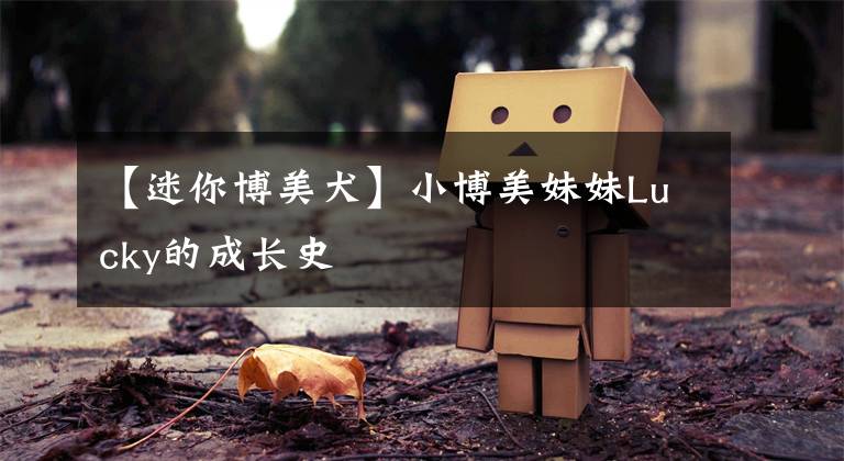 【迷你博美犬】小博美妹妹Lucky的成长史