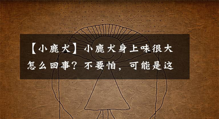 【小鹿犬】小鹿犬身上味很大怎么回事？不要怕，可能是这些原因