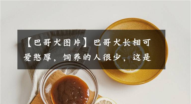 【巴哥犬图片】巴哥犬长相可爱憨厚,饲养的人很少,这是为什么?