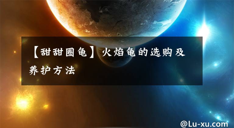 【甜甜圈龟】火焰龟的选购及养护方法