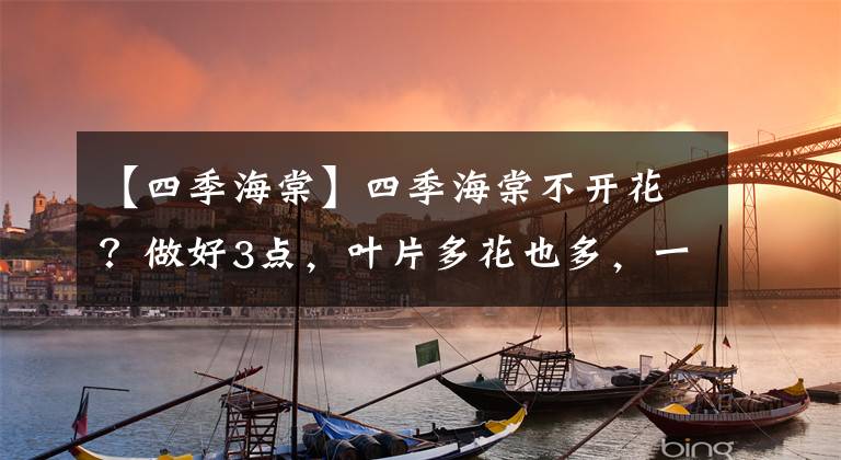 【四季海棠】四季海棠不开花?做好3点,叶片多花也多,一直开,很鲜艳