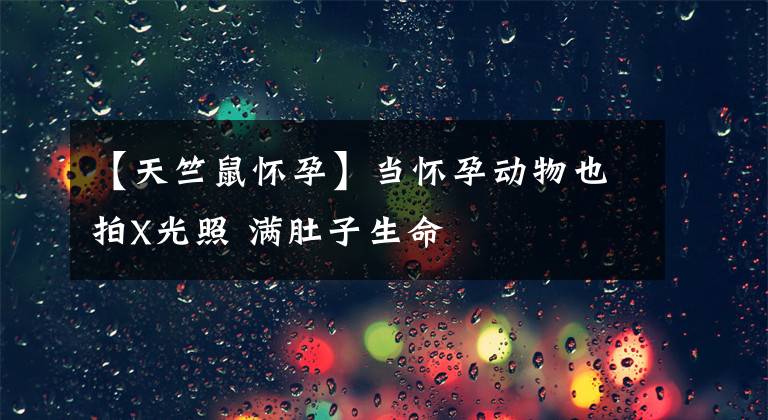 【天竺鼠怀孕】当怀孕动物也拍X光照 满肚子生命