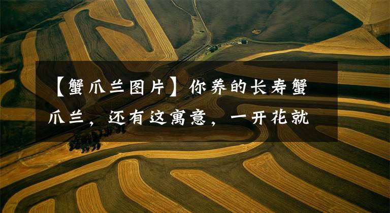 【蟹爪兰图片】你养的长寿蟹爪兰，还有这寓意，一开花就是好兆头！