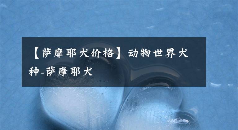 【萨摩耶犬价格】动物世界犬种-萨摩耶犬