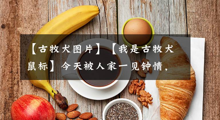 【古牧犬图片】【我是古牧犬鼠标】今天被人家一见钟情，被我无情的拒绝啦。