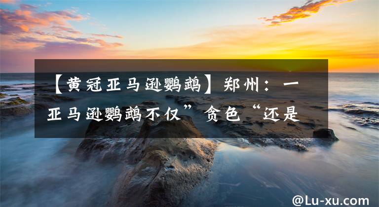 【黄冠亚马逊鹦鹉】郑州:一亚马逊鹦鹉不仅”贪色“还是”财迷“ 还能辨别纸币面值