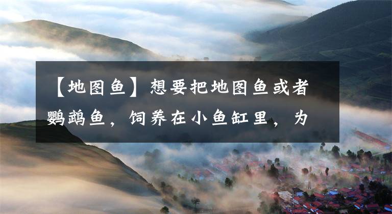 【地图鱼】想要把地图鱼或者鹦鹉鱼，饲养在小鱼缸里，为什么一般人玩不了？