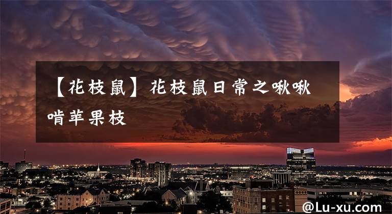 【花枝鼠】花枝鼠日常之啾啾啃苹果枝
