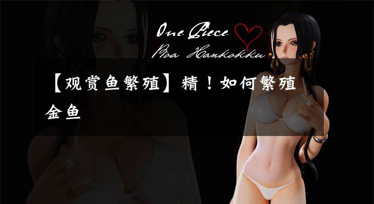 【观赏鱼繁殖】精！如何繁殖金鱼