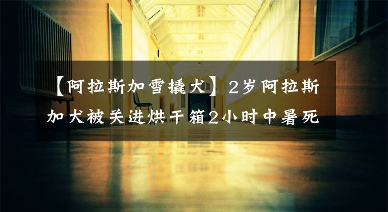 【阿拉斯加雪撬犬】2岁阿拉斯加犬被关进烘干箱2小时中暑死亡，涉事宠物店：错过最佳抢救时间也是原因