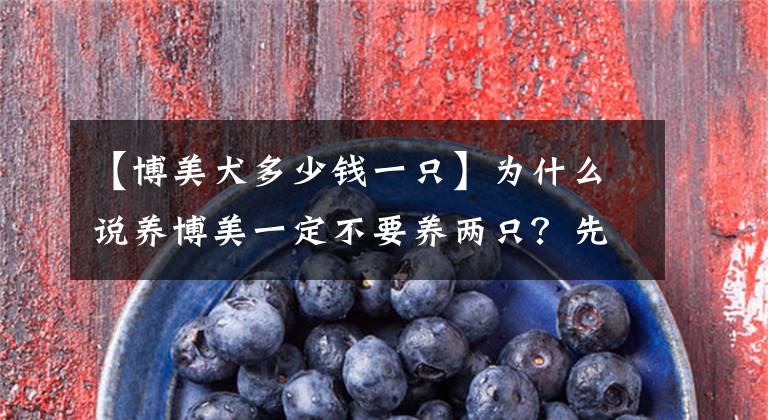 【博美犬多少钱一只】为什么说养博美一定不要养两只？先别急，看完这个就明白了