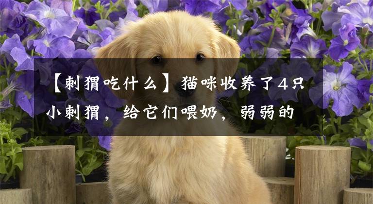【刺猬吃什么】猫咪收养了4只小刺猬,给它们喂奶,弱弱的问一句:不扎的慌么