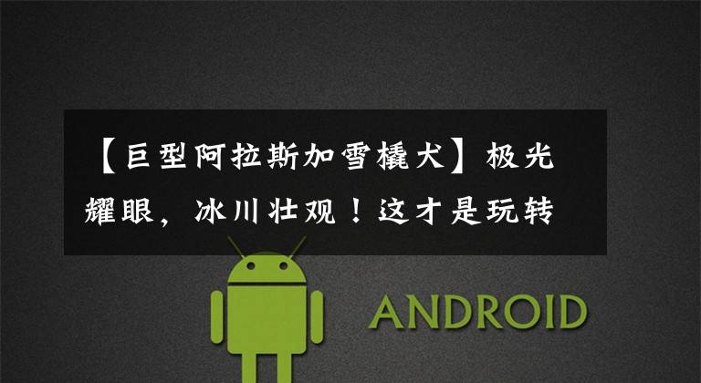 【巨型阿拉斯加雪橇犬】极光耀眼,冰川壮观!这才是玩转阿拉斯加最酷的方式