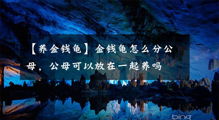 【养金钱龟】金钱龟怎么分公母，公母可以放在一起养吗