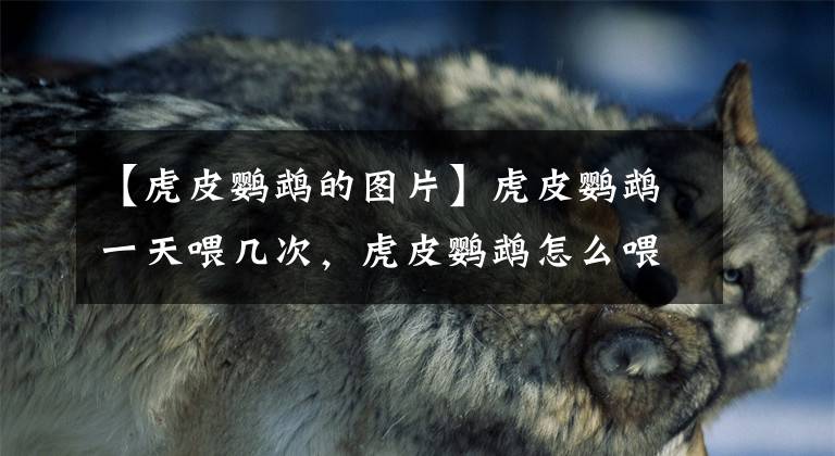 【虎皮鹦鹉的图片】虎皮鹦鹉一天喂几次，虎皮鹦鹉怎么喂呢