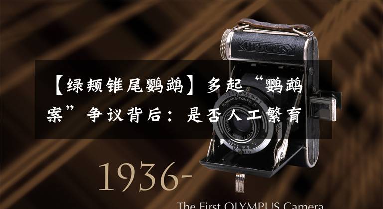 【绿颊锥尾鹦鹉】多起“鹦鹉案”争议背后:是否人工繁育成量刑重要考量