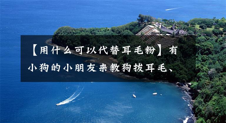 【用什么可以代替耳毛粉】有小狗的小朋友来教狗拔耳毛、洗澡、理发、梳头