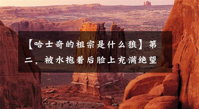 【哈士奇的祖宗是什么狼】第二,被水抱着后脸上充满绝望。第二:快来,又有奸诈的人想伤害我!