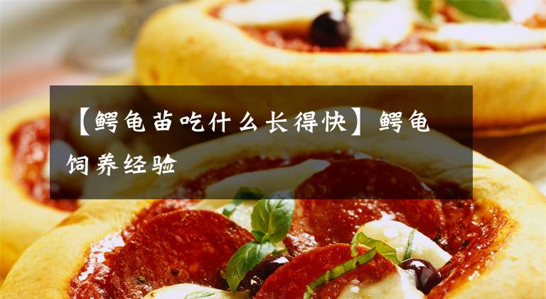 【鳄龟苗吃什么长得快】鳄龟饲养经验