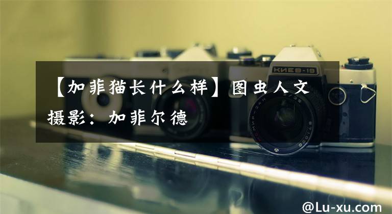 【加菲猫长什么样】图虫人文摄影:加菲尔德