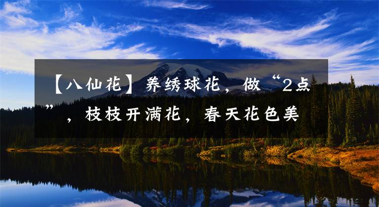 【八仙花】养绣球花，做“2点”，枝枝开满花，春天花色美、都是“大花球”