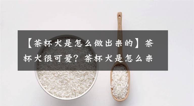 【茶杯犬是怎么做出来的】茶杯犬很可爱?茶杯犬是怎么来的?细数茶杯犬背后血泪史