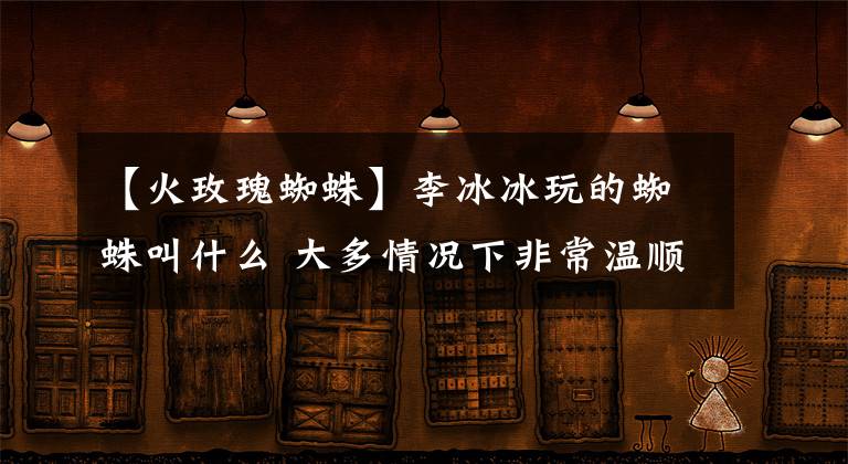 【火玫瑰蜘蛛】李冰冰玩的蜘蛛叫什么 大多情况下非常温顺