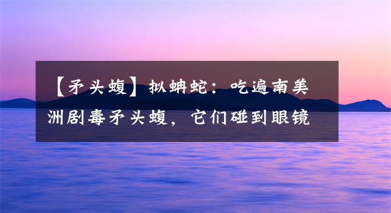 【矛头蝮】拟蚺蛇：吃遍南美洲剧毒矛头蝮，它们碰到眼镜王蛇还是照样被虐