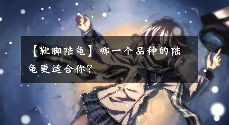 【靴脚陆龟】哪一个品种的陆龟更适合你？