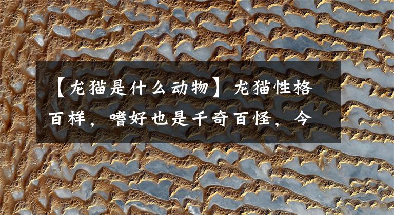 【龙猫是什么动物】龙猫性格百样,嗜好也是千奇百怪,今天用漫画讲解一种小嗜好