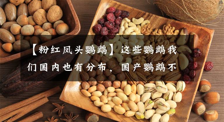 【粉红凤头鹦鹉】这些鹦鹉我们国内也有分布,国产鹦鹉不如国外鹦鹉?到底差在哪