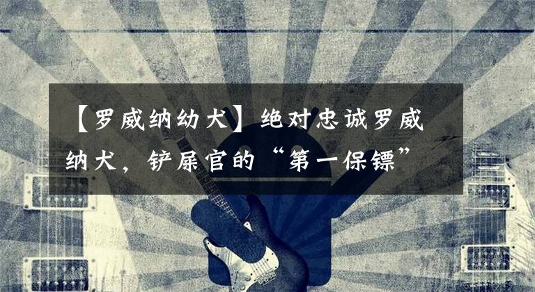 【罗威纳幼犬】绝对忠诚罗威纳犬,铲屎官的“第一保镖”,特别适合单身小姐姐~