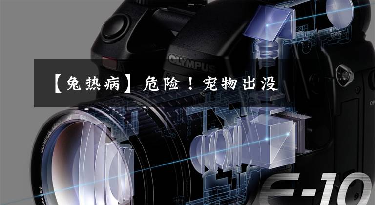 【兔热病】危险!宠物出没