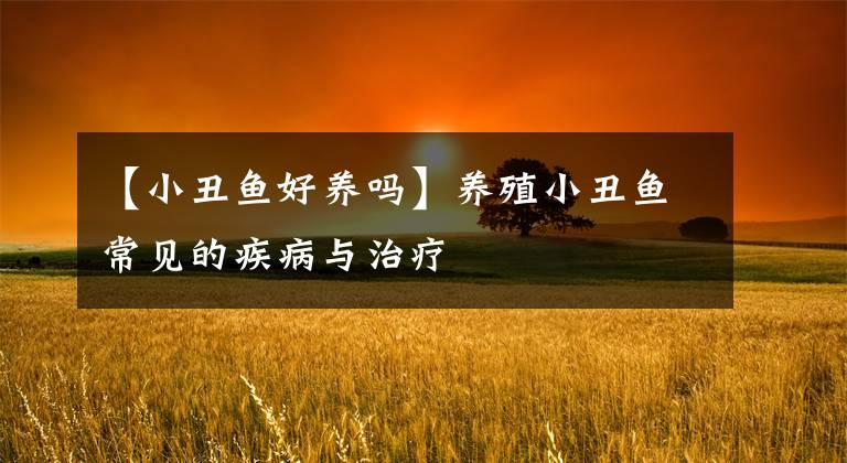 【小丑鱼好养吗】养殖小丑鱼常见的疾病与治疗