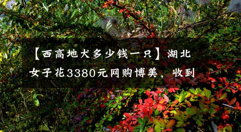 【西高地犬多少钱一只】湖北女子花3380元网购博美，收到后一看气炸了！