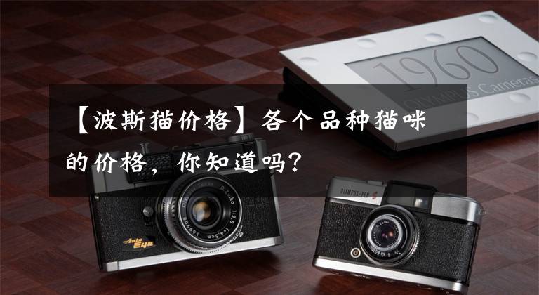 【波斯猫价格】各个品种猫咪的价格，你知道吗？